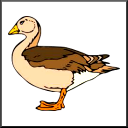 Le canard